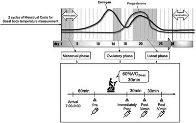 Effect of acute moderate-intensity cycling on cfDNA levels considering menstrual cycle phases